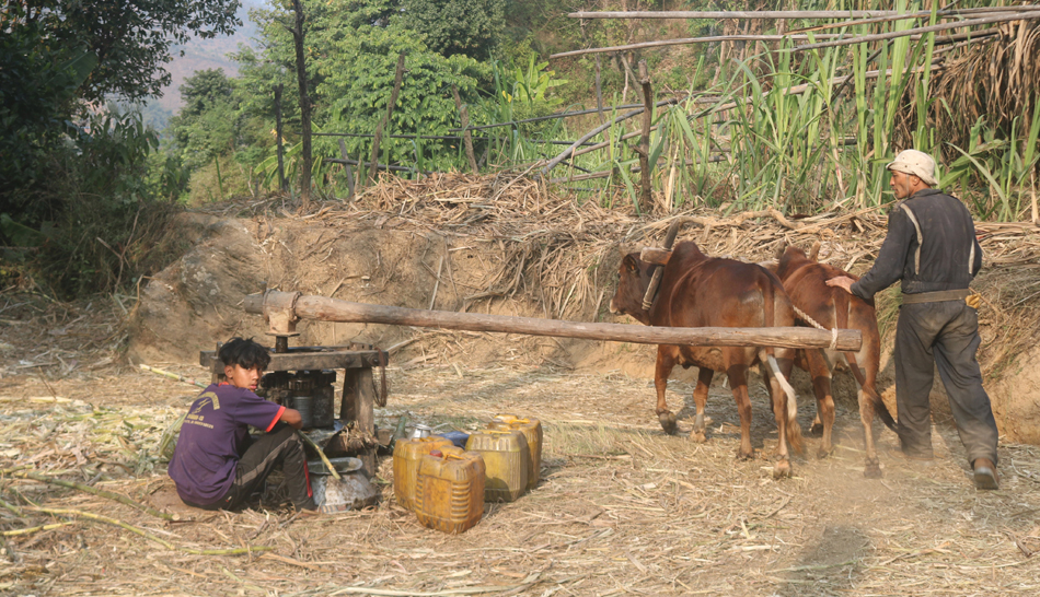 पिप्लेबेँसीमा सक्खर उत्पादन